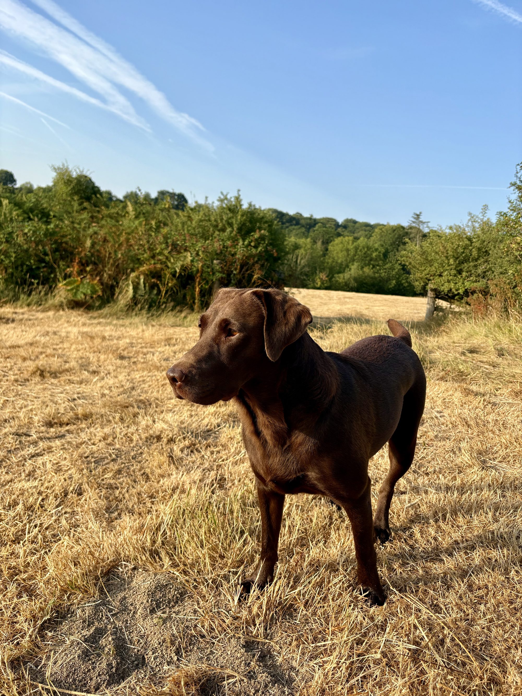 A chocolate labrador standing in a sun-dried West Country field